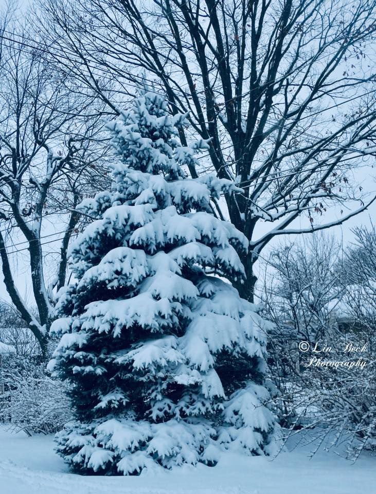 Winter wonderland